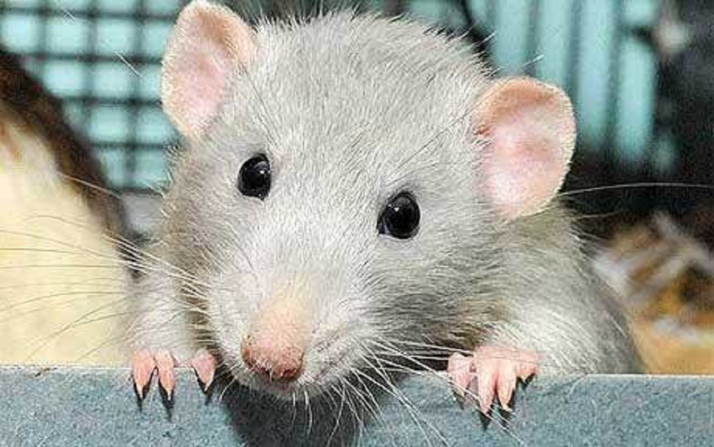 Dumbo rat male Ratten Jarathana